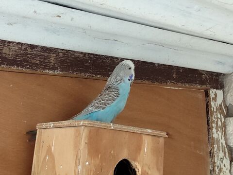 Oiseau perruche anglaise femelle. 2025 25 46400 Saint-c�r�
