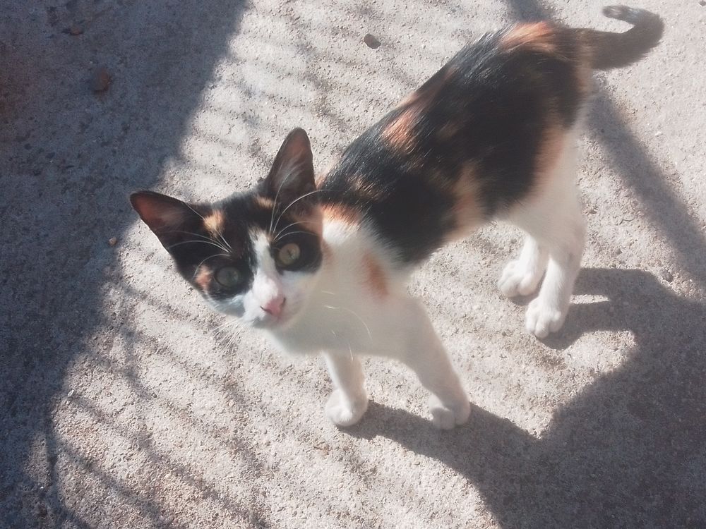   Don chaton tricolores  