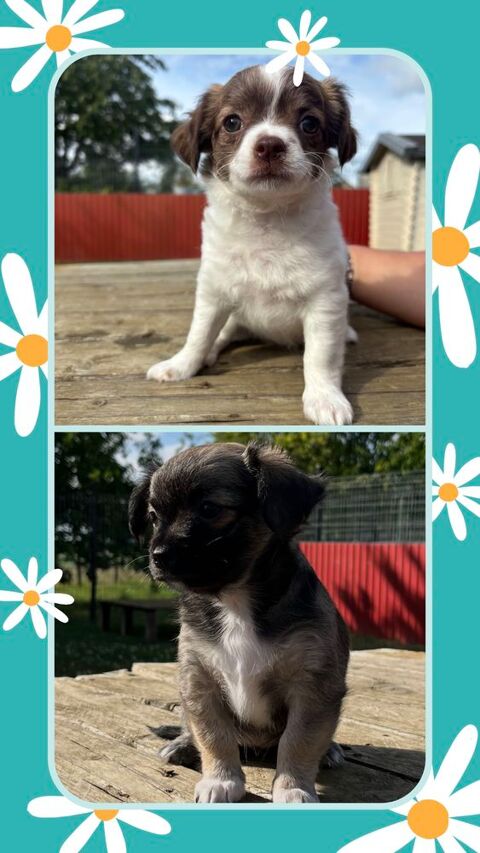 Chiots Femelles Chihuahua 52400 Le chtelet-sur-meuse