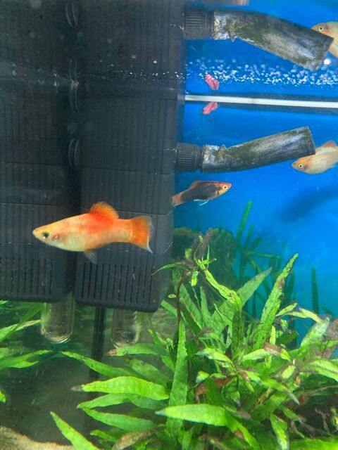 Poissons platys divers coloris 1 49500 Segr