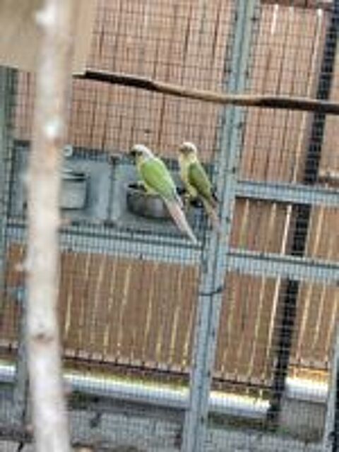   Couple de conure molinae 