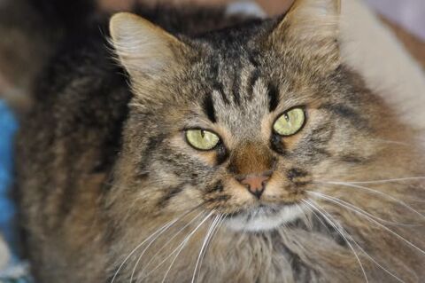 Chat ANGELLO à l adoption 180 26000 Valence
