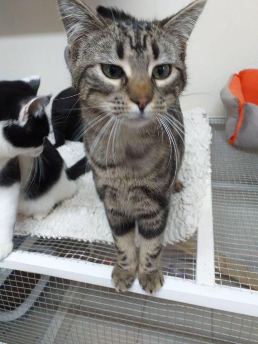   ADOPTION AMBRE 