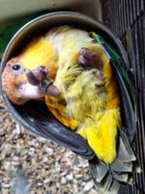   CAIQUE A VENTRE BLANC  