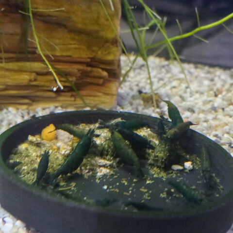 Crevettes hulk orange n&eacute;ocaridina 5 37270 Ath�e-sur-cher