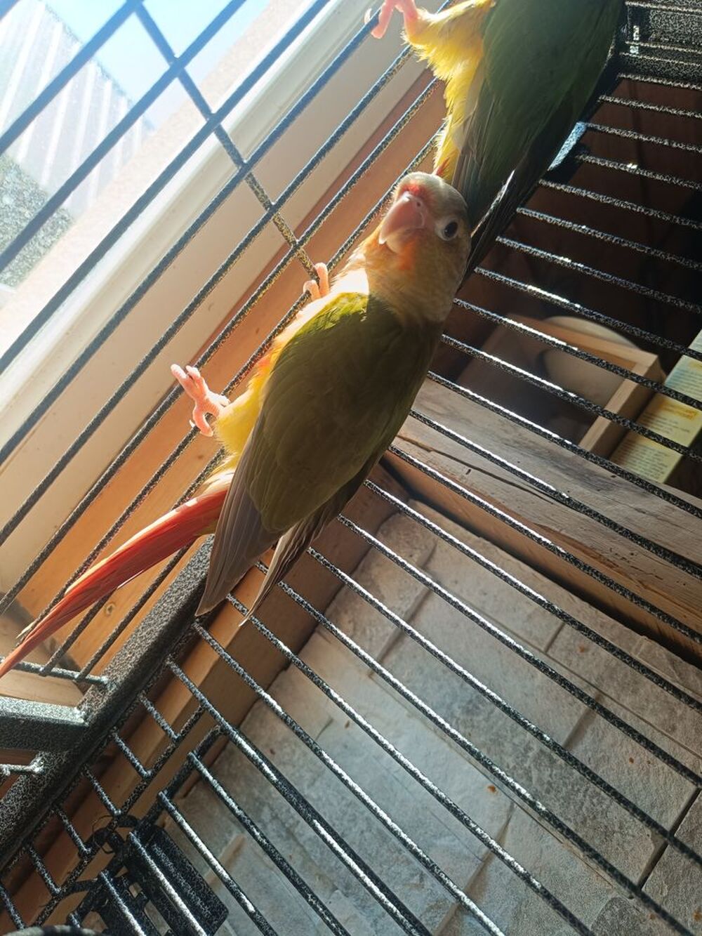   Échange conure  