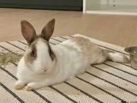   Lapin MOKA  l adoption 