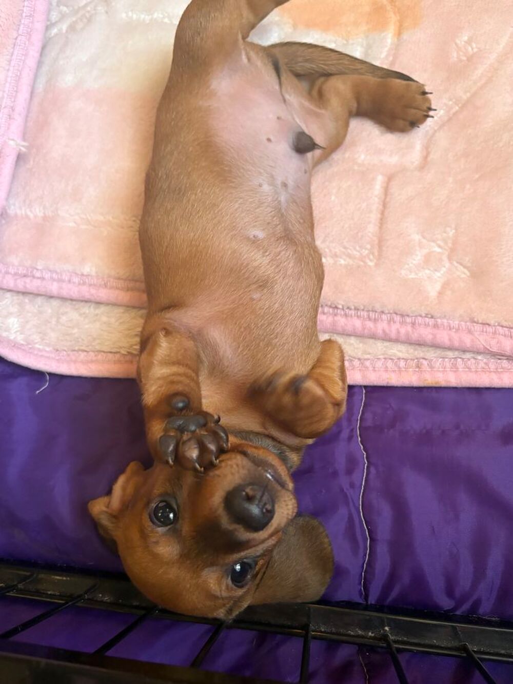   Chiots teckel nain poil ras non LOF 