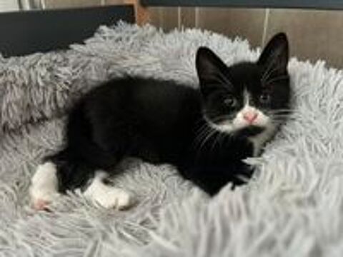   Luna ( chatonne) , petite boule d'amour ne le 1 avril 2025 