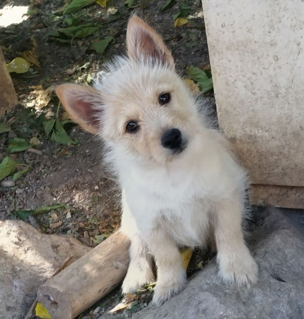   SYMPATHIQUE TERRIER D'ECOSSE 