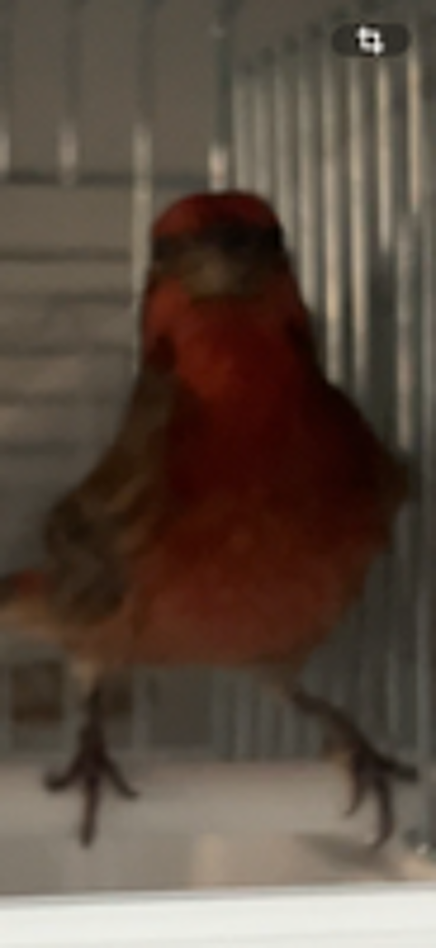   Roselin du Mexique  