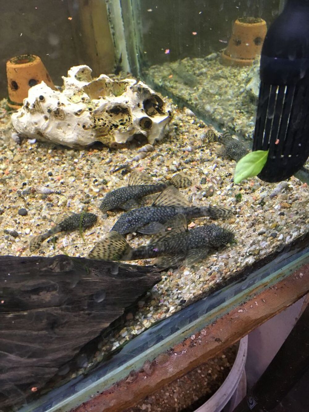   Ancistrus 