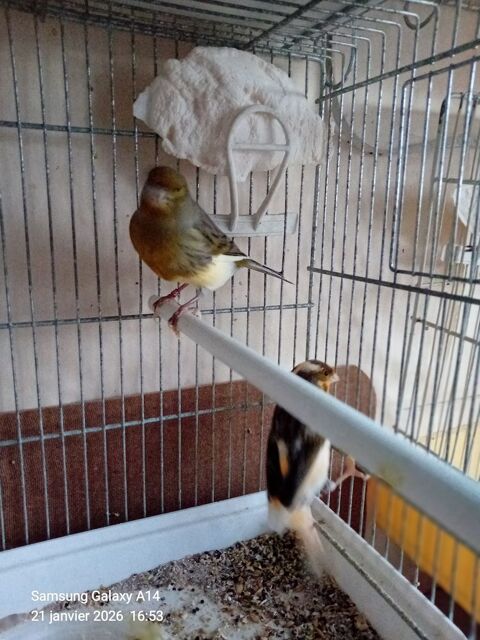 Couples  oiseau ?  canaris 50 95100 Argenteuil