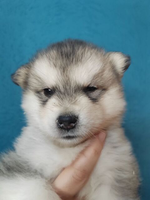 Chiots malamute d'Alaska  800 74200 Marin