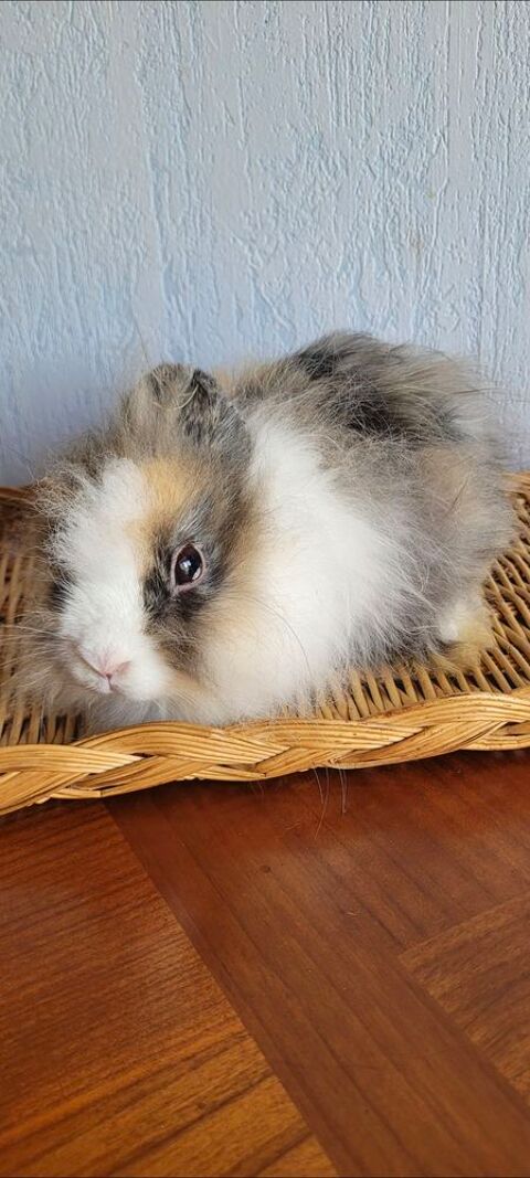 lapin nain 30 50540 Isigny-le-buat