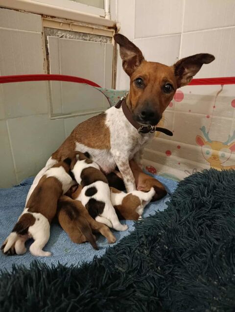 La courageuse AYA 300 60000 Allonne