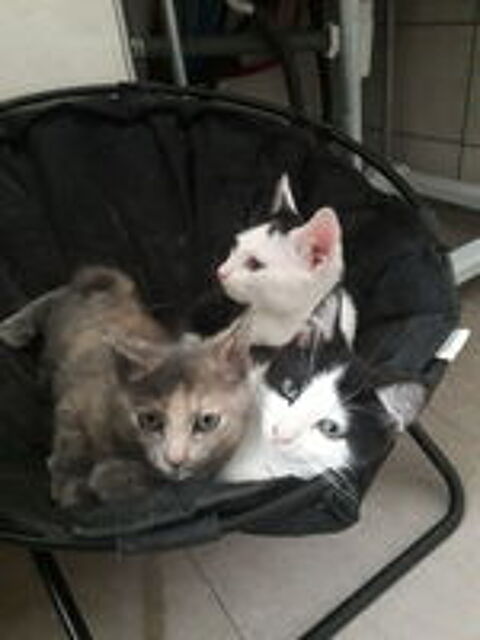   Chatons européens  