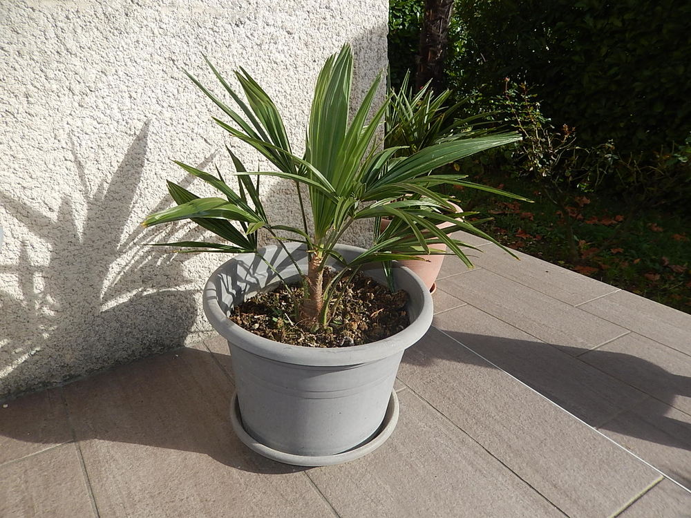 PALMIER TRACHYCARPUS FORTUNEI R&Eacute;SISTE LA S&Eacute;CHERESSE ET FROI Jardin