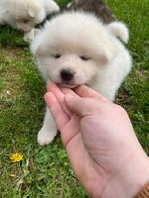   chiot femelle akita inu blanche 