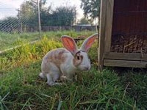   IZAA, magnifique lapin Rex crois blier  adopter via l'association UMA 