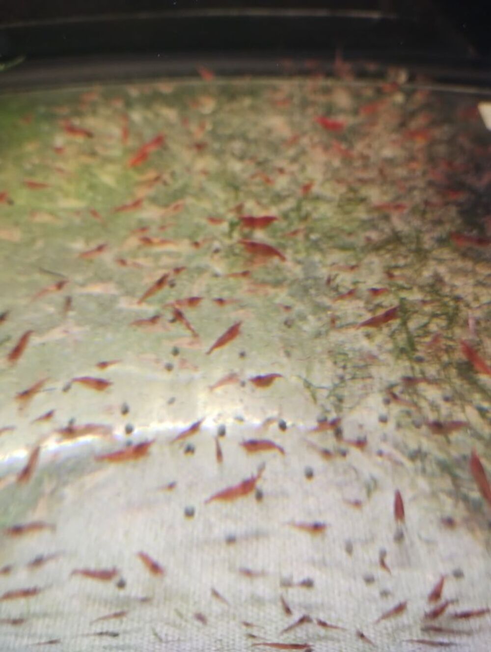   de mon aquarium et tout ce qu'il y a dedans 