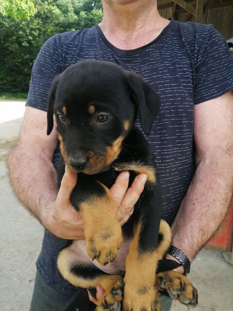 CHIOTS Beaucerons 0 35330 Bovel
