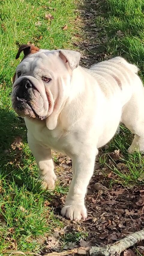  saillie bulldog anglais pedigree . 500 31000 Toulouse