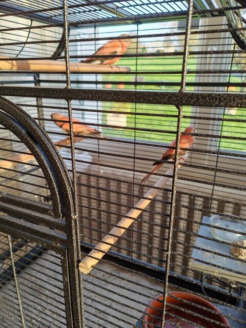 perruche 25 16250 P�rignac