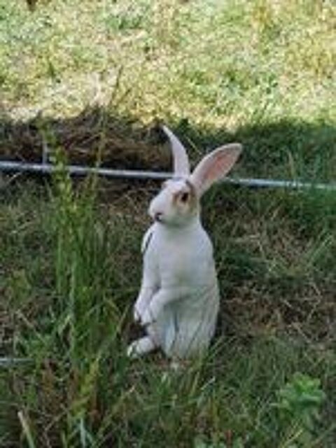  IZAA, magnifique lapin Rex crois blier  adopter via l'association UMA 