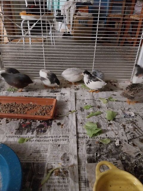 1 couple cailles de Chine 18 Saint-Jean-du-Falga (09)