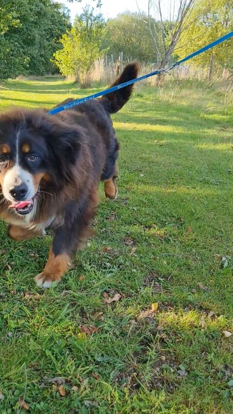 Femelle bouvier bernois 5 ans 0 45230 La bussi�re