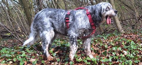 Tina,9 ans,cherche de bons adoptants 150 60550 Verneuil-en-halatte