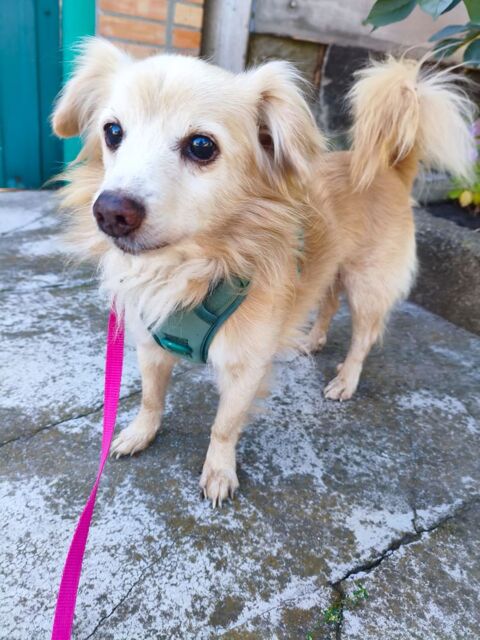 A L'ADOPTION KROKHA 0 75018 Paris