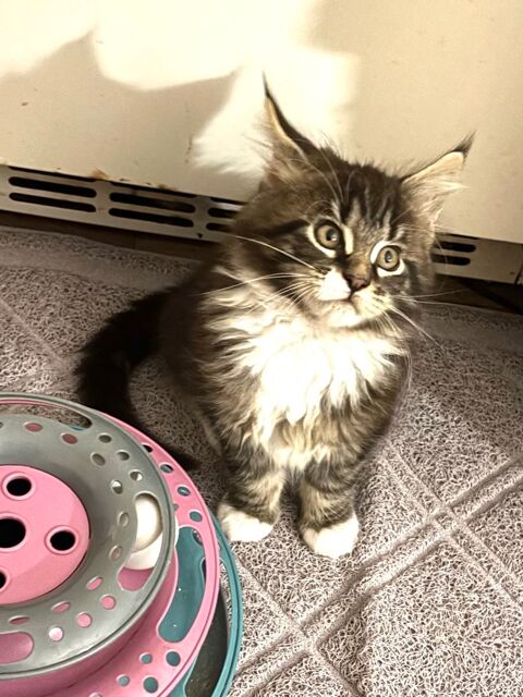 Magnifique chatons Maine Coon  1200 91670 Angerville