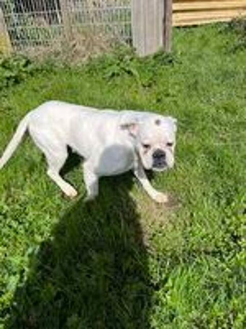   chien boxer 