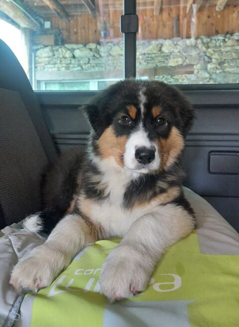 Chiot berger Australien LOF 750 31160 Aspet