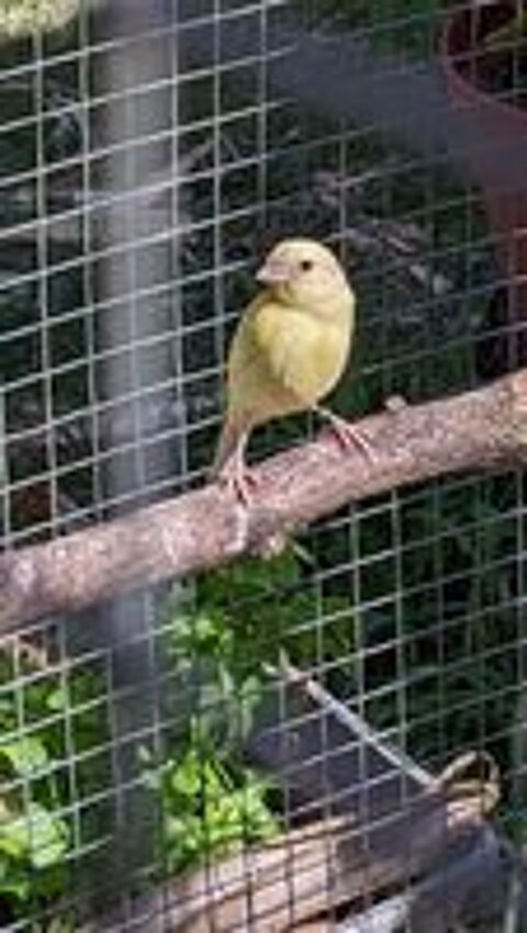   Canaris raza 