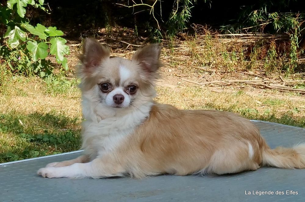   Chihuahua femelle poil long 5 ans. 
