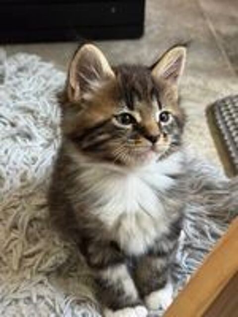   A réserver Magnifiques chatons Maine Coon croisés Persan  