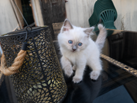   Chatons Ragdoll 
