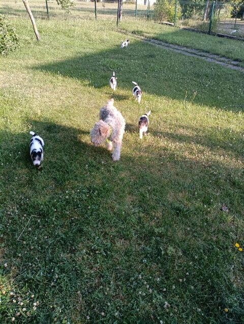 chiots fox terrier poils durs 500 39240 Genod