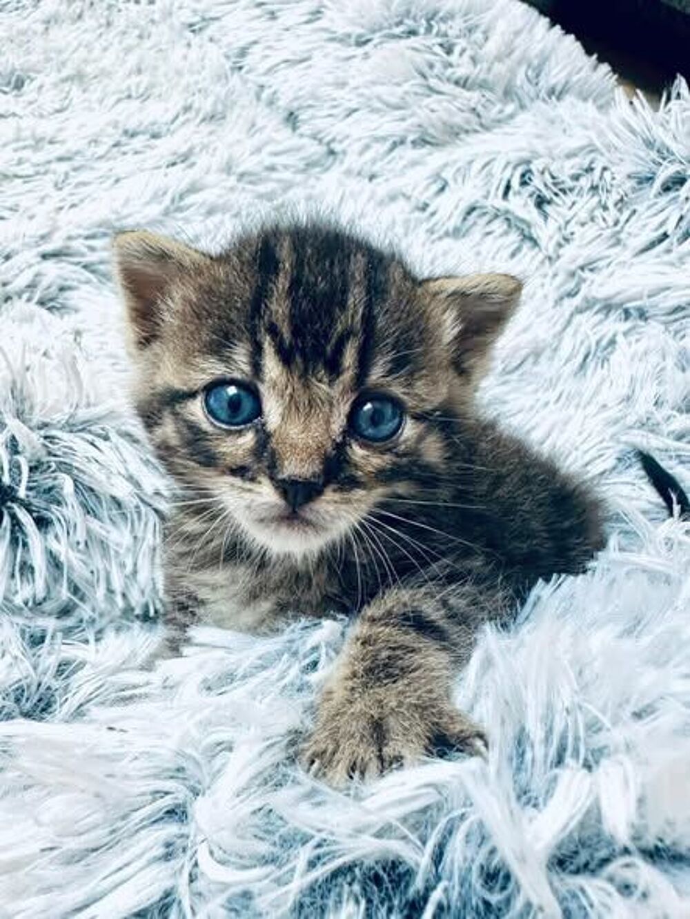   Chat IZAC à la réservation 