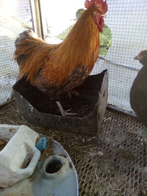 coqs orpington 2025 0 89580 Gy-l'�v�que