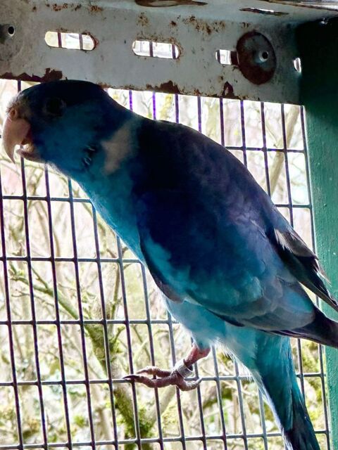 Male barnard bleu cobalt 1 24000 P�rigueux