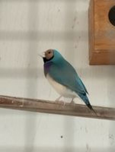   Gould bleu mâle  