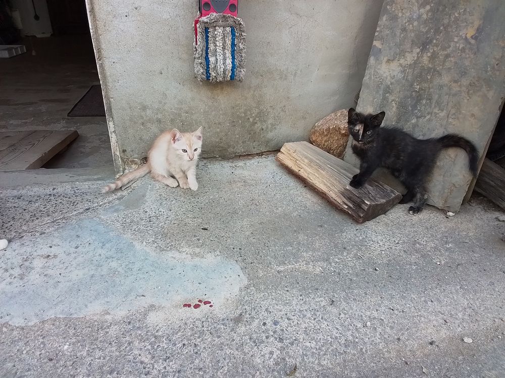   2 chatons à adopter 