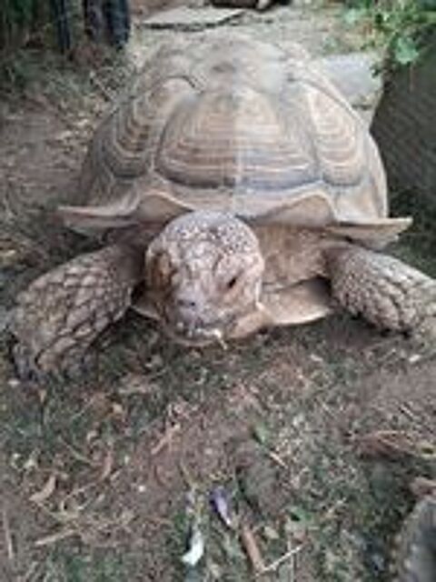   Couple Centrochelys Sulcata adulte né en 2005 