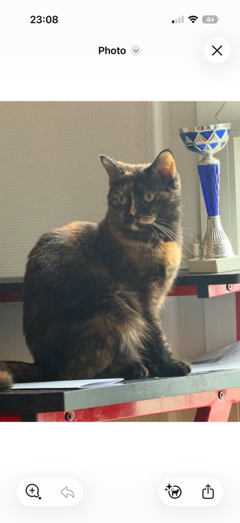 Femelle sortie British recherche malle 300 75015 Paris