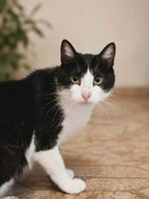   Bichette gentille et caline chatte cherche famille 