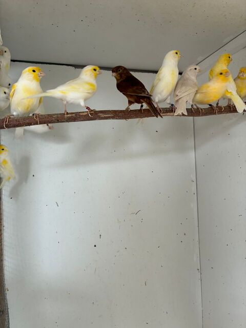 Canaris 35 68730 Blotzheim